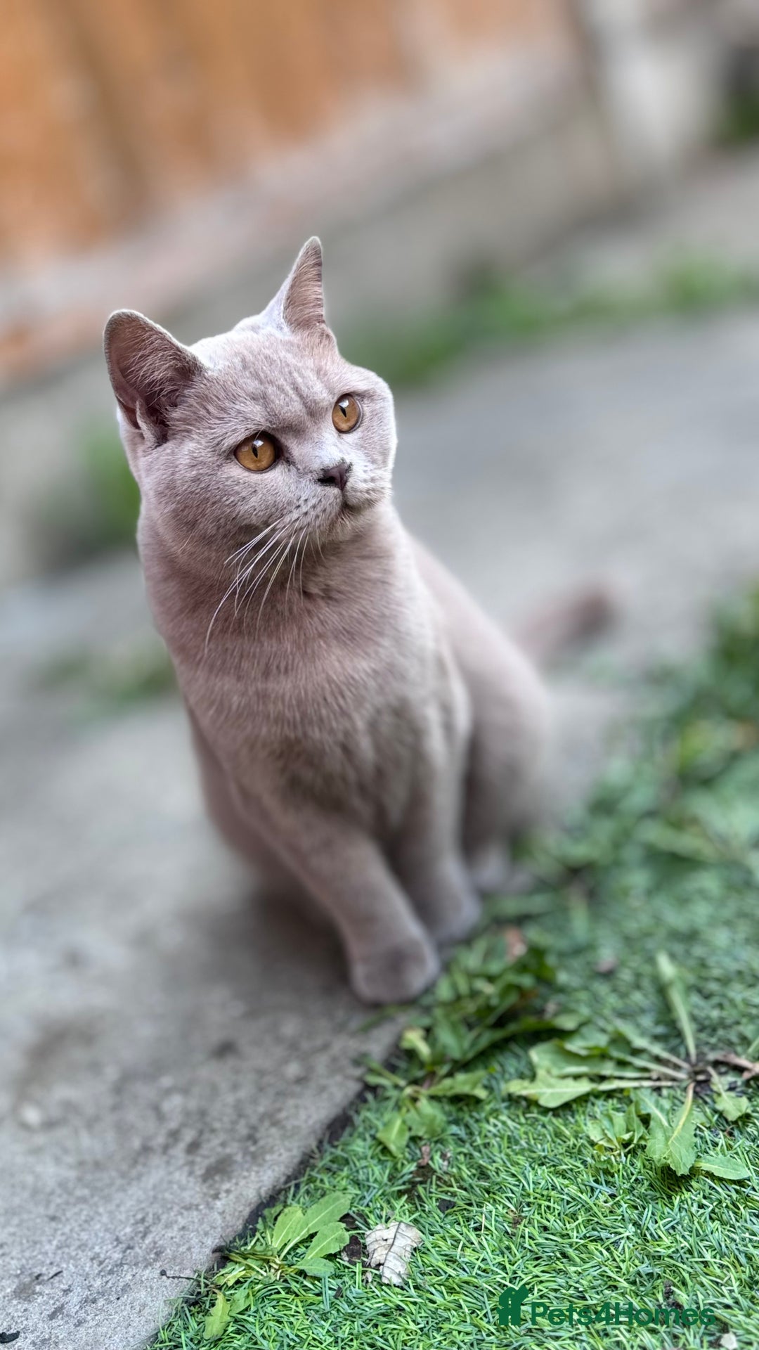 British Shorthair cats for sale: Beautiful Active Male Kitten for Sale – Blue - Image 12