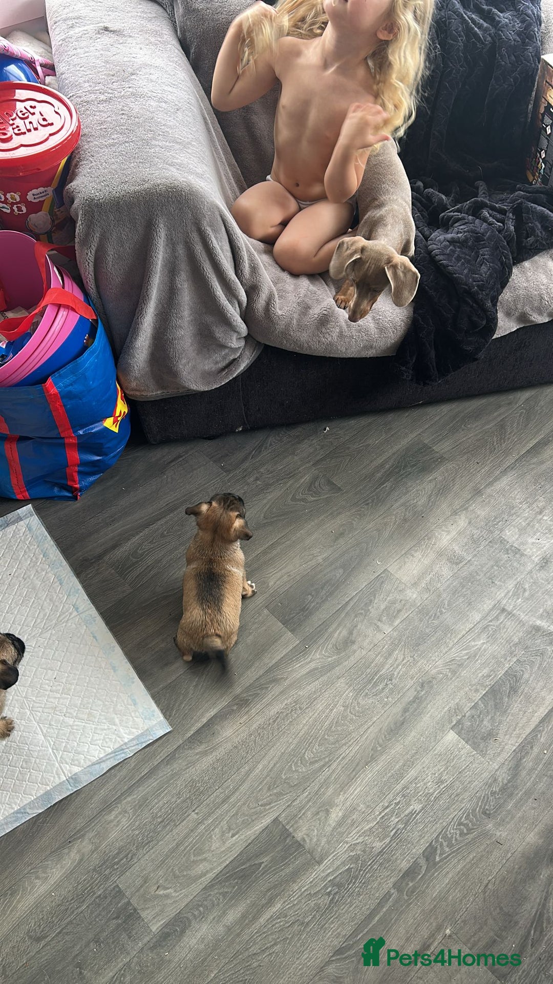 Mixed Breed dogs for sale: Beautiful puppies ready now  - Image 6