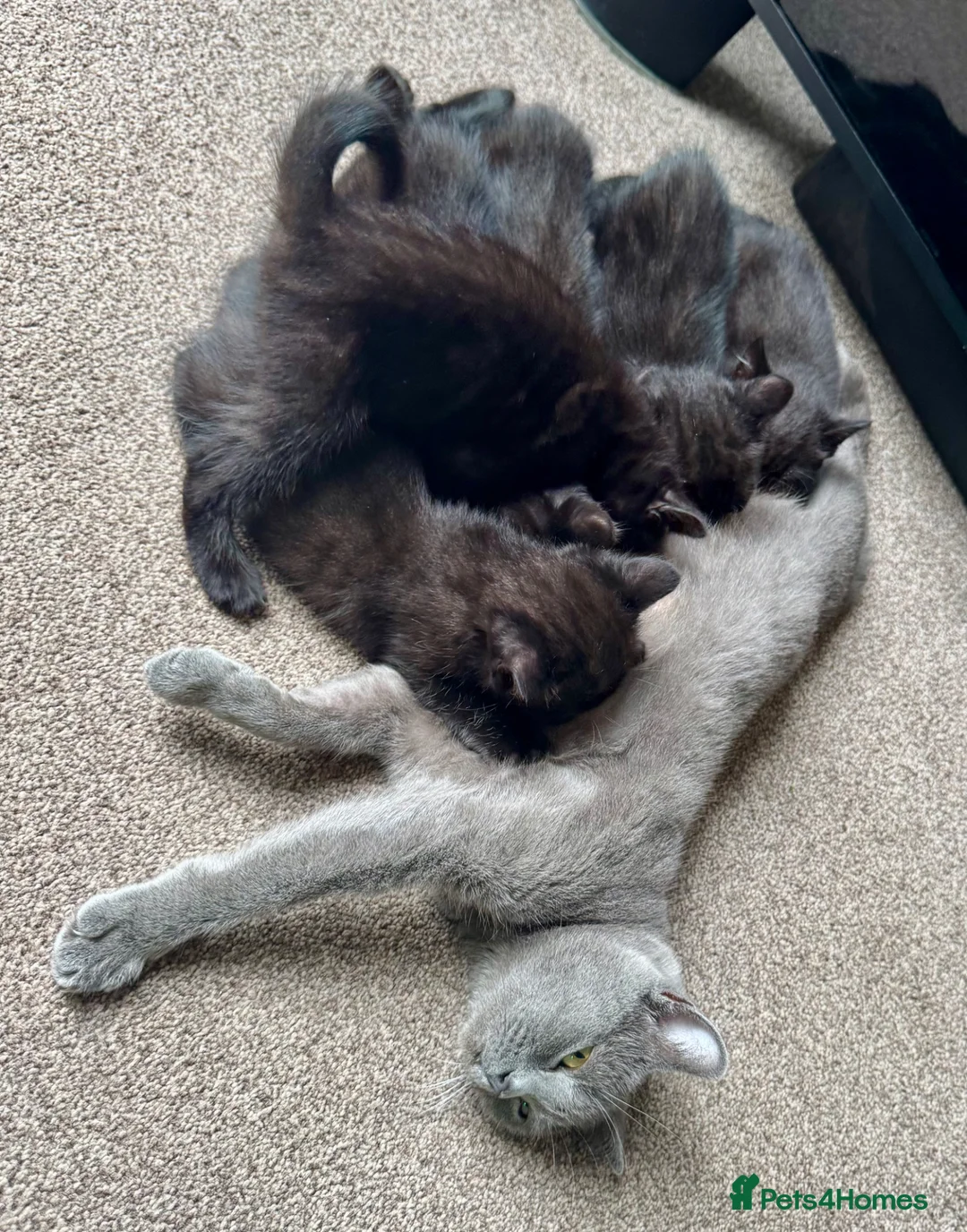 British Shorthair cats for sale: British Shorthair kittens - Advert 40