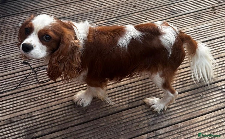 Cavalier King Charles Spaniel dogs - Advert 1
