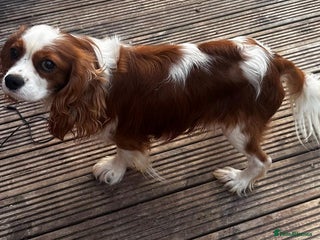 Cavalier King Charles Spaniel dogs - Advert 16