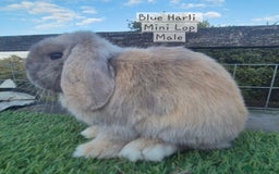 Mini Lop rabbits for sale: Various young mini lop males  - Image 4