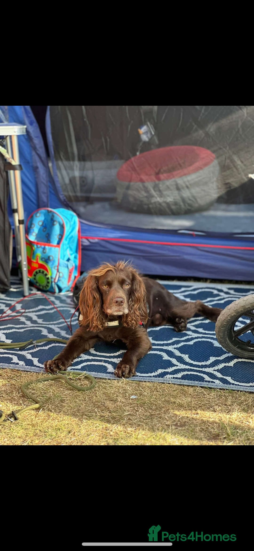 Cocker Spaniel dogs for stud: Milo working cocker spaniel  - Image 2