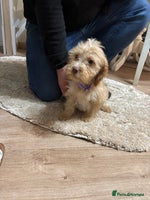 Cockapoo dogs - Advert 1