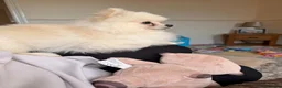 Pomeranian dogs for stud: Stud dog  in Sittingbourne - Advert 2