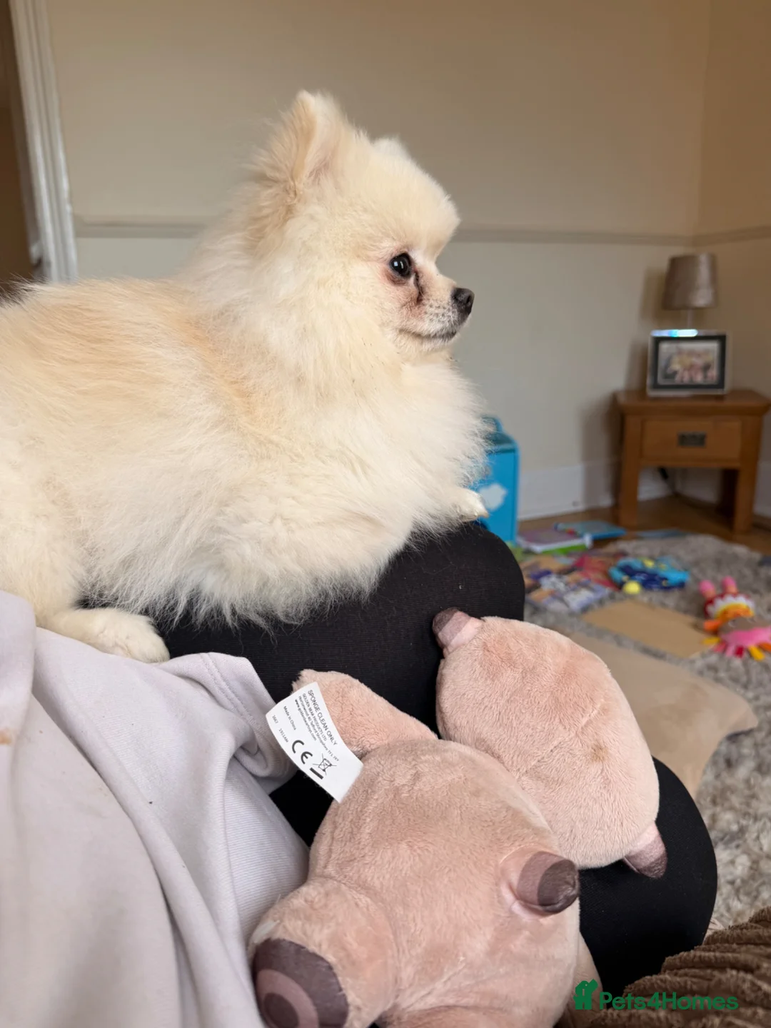 Pomeranian dogs for stud: Stud dog  in Sittingbourne - Advert 2