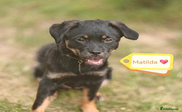 Mixed Breed dogs - Advert 1