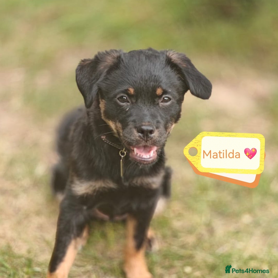 Mixed Breed dogs for adoption: 🐶💖 MATILDA 💖🐶 - Image 1