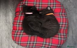 British Shorthair cats for sale:  British short hair kittens  - Image 8
