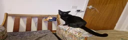 Mixed Breed cats for sale: Black half Siamese kittens & young adults for sale in Abingdon - Advert 6