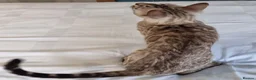 Bengal cats for sale: 12 month old female Bengal ready to leave - Advert 11