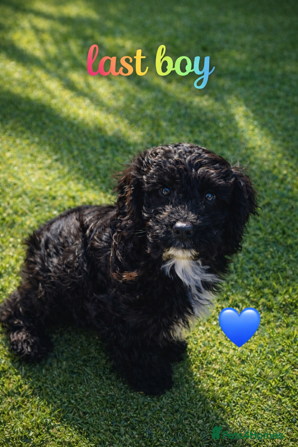 Cockapoo dogs Last boy Ready to leave Stunning F1B cockapoo  - Advert 18