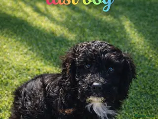 Cockapoo dogs Last boy Ready to leave Stunning F1B cockapoo - Advert 18