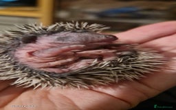 Pygmy Hedgehog rodents for sale: Three gorgeous hoglets for sale  - Image 1