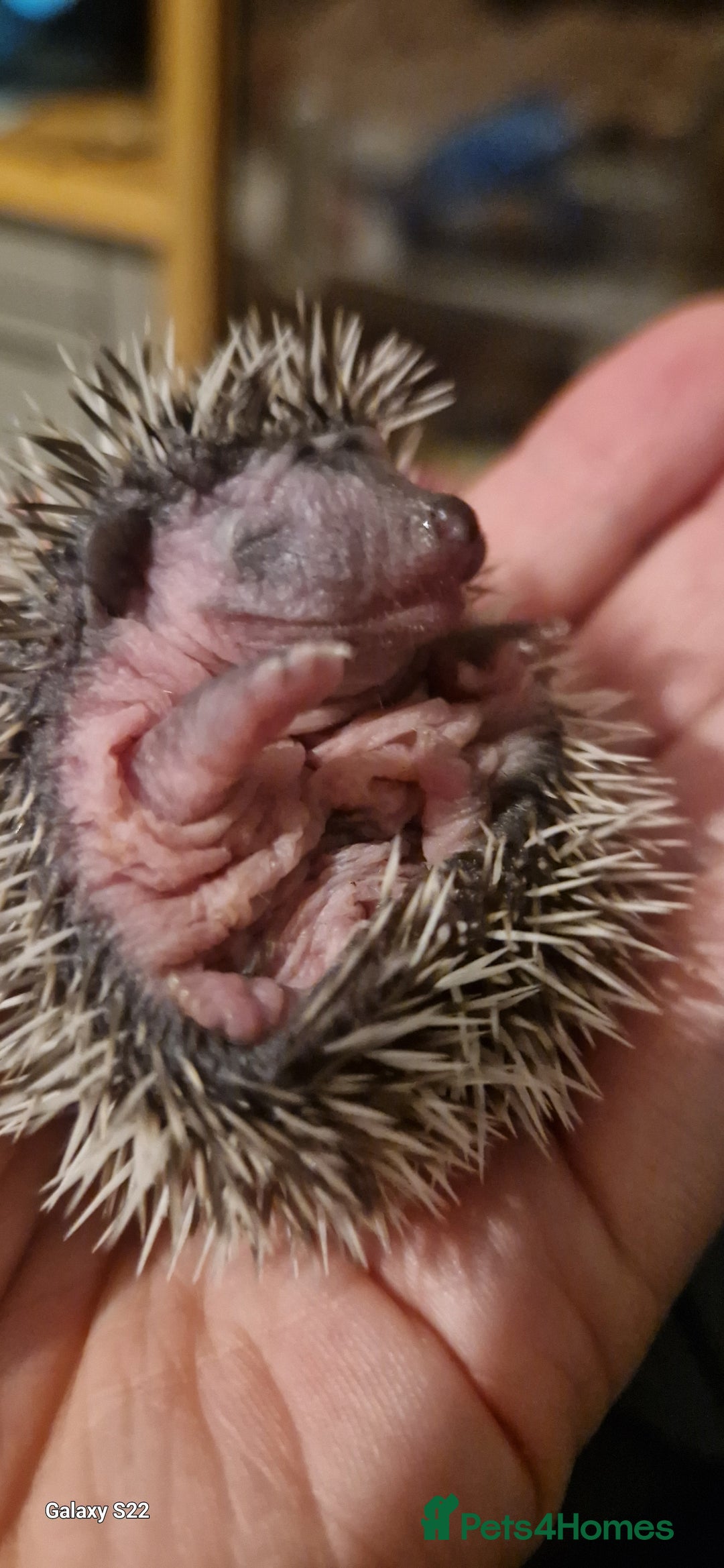 Pygmy Hedgehog rodents for sale: Three gorgeous hoglets for sale  - Image 1