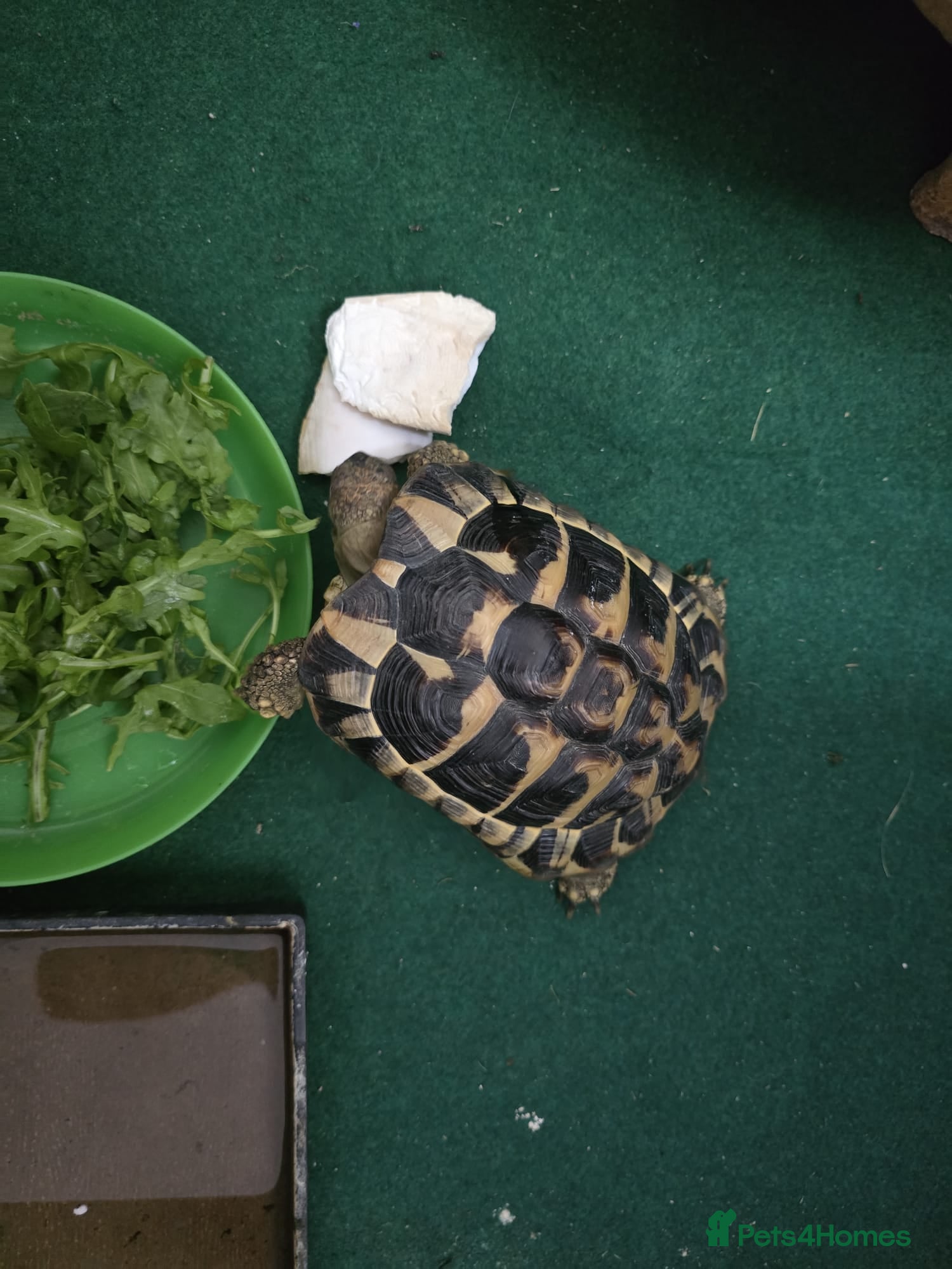 Hermann Tortoise reptiles Hermman tortoise for sale with table  - Advert 2