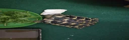 Hermann Tortoise reptiles for sale: Hermman tortoise for sale with table  in Erith - Advert 2