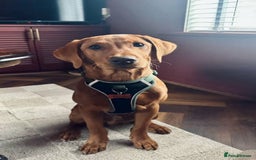 Labrador Retriever dogs for stud: Dark Fox Red KC Labrador for Stud in Hereford - Image 24