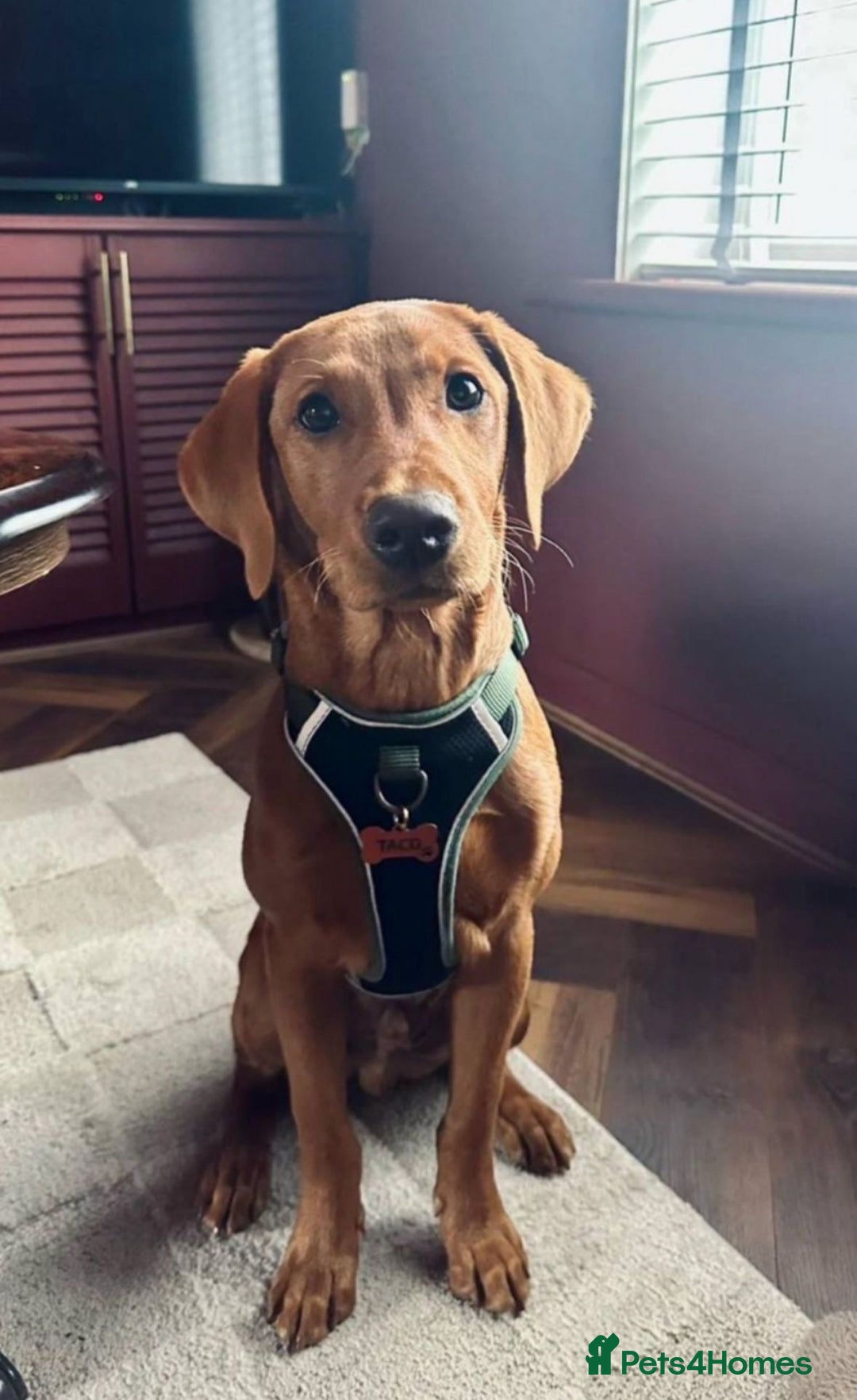 Labrador Retriever dogs for stud: Dark Fox Red KC Labrador for Stud in Hereford - Image 24