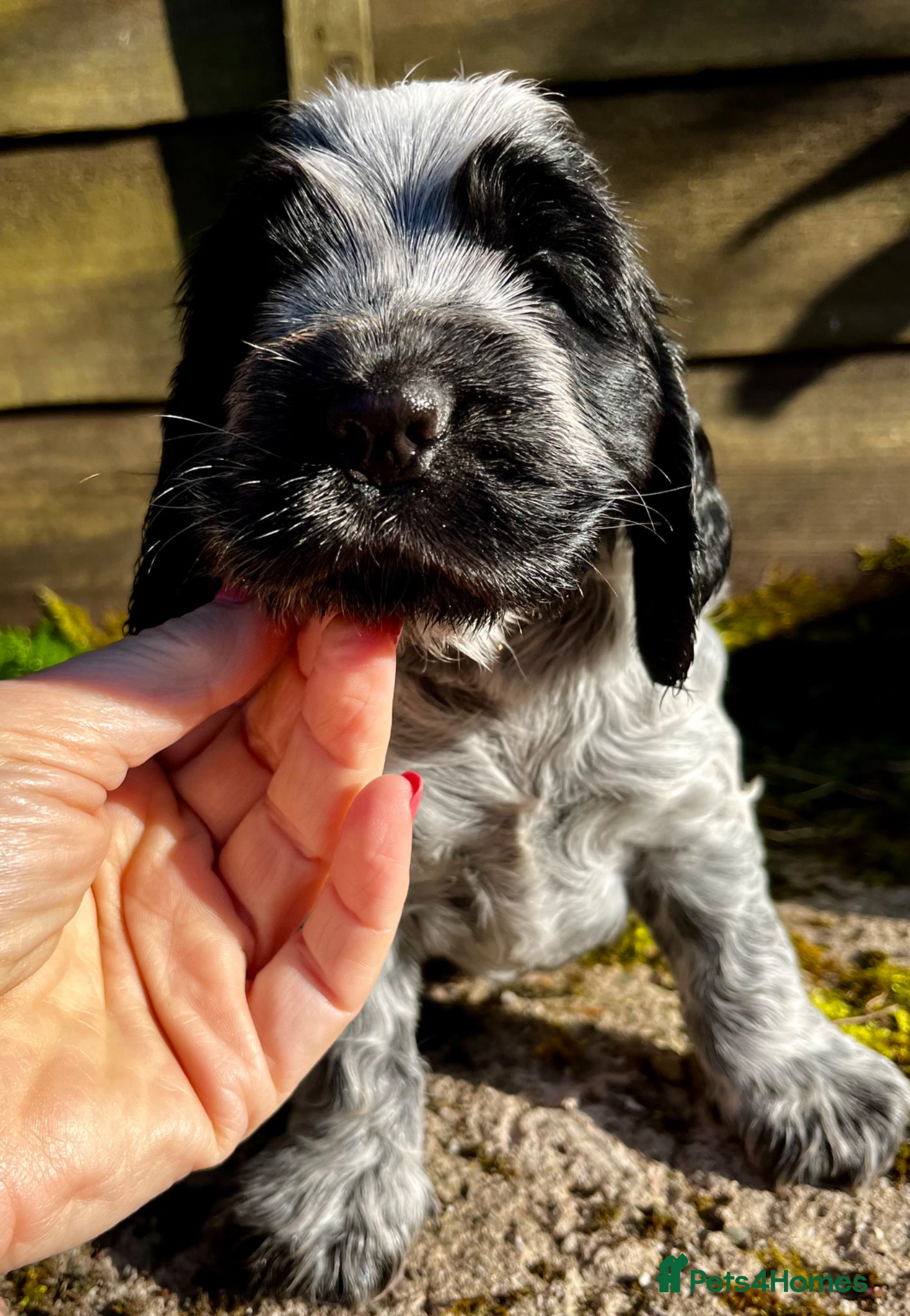 Cocker Spaniel dogs KC Show Type Cocker Spaniels - Advert 2
