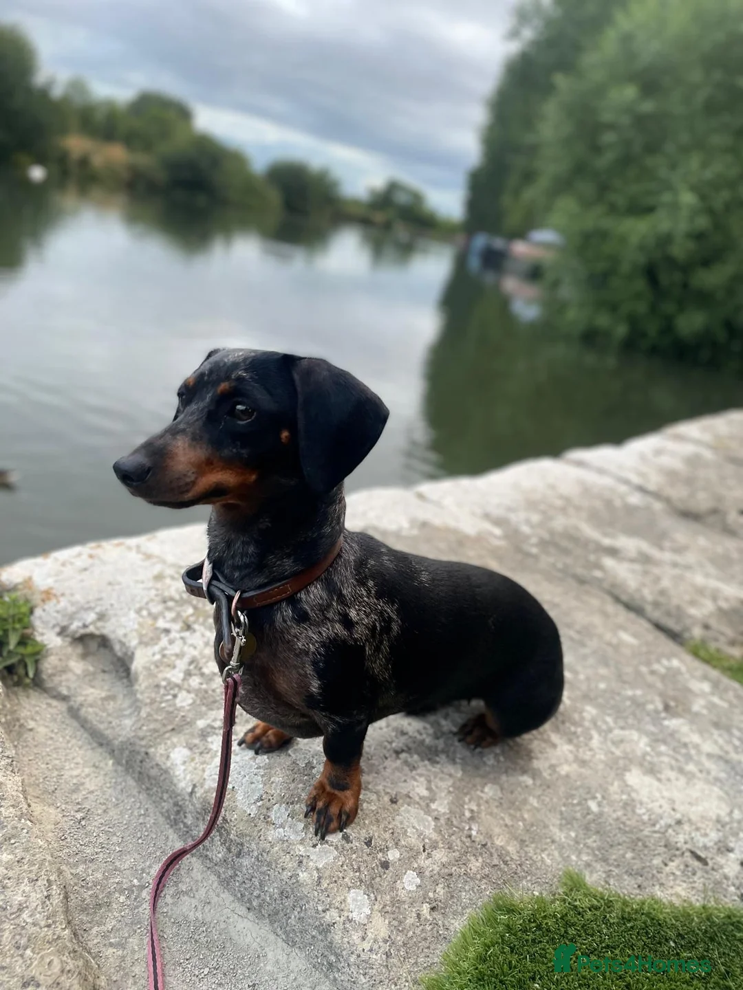 Miniature Dachshund dogs for sale: Miniature Dachshund puppies  - Advert 2