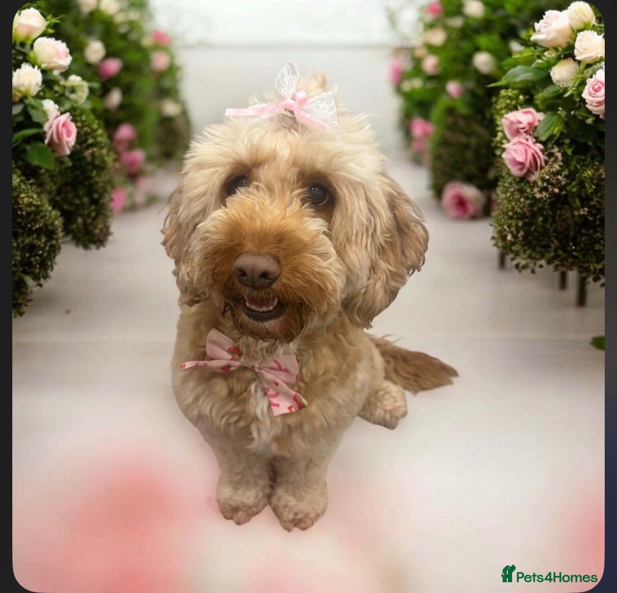 Mixed Breed dogs Gorgeous doxiepoos for sale  - Advert 3