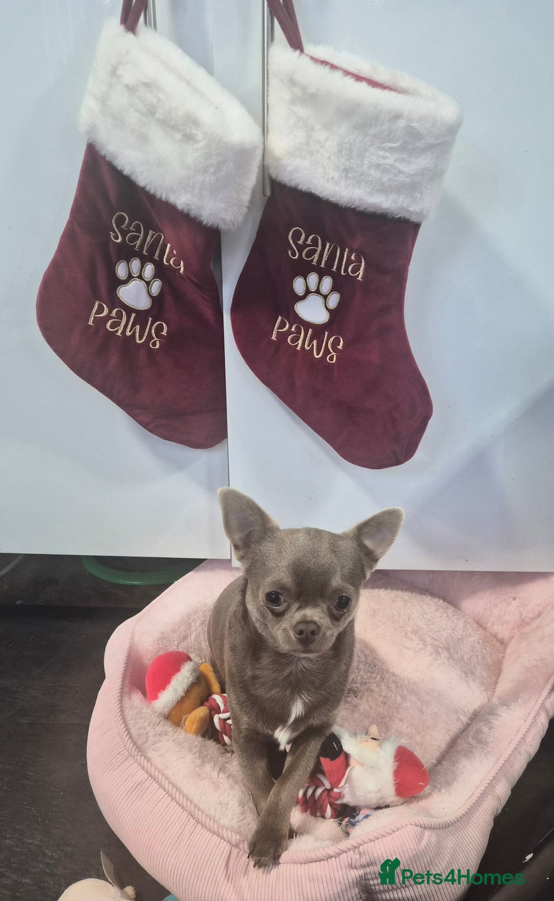 Chihuahua dogs for sale: Male chihuahua 1 year old - Advert 2