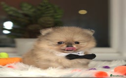 Pomeranian dogs for sale: ✨Tiny Teddy Face 🐻 KC Registered Parents ✨ - Image 2