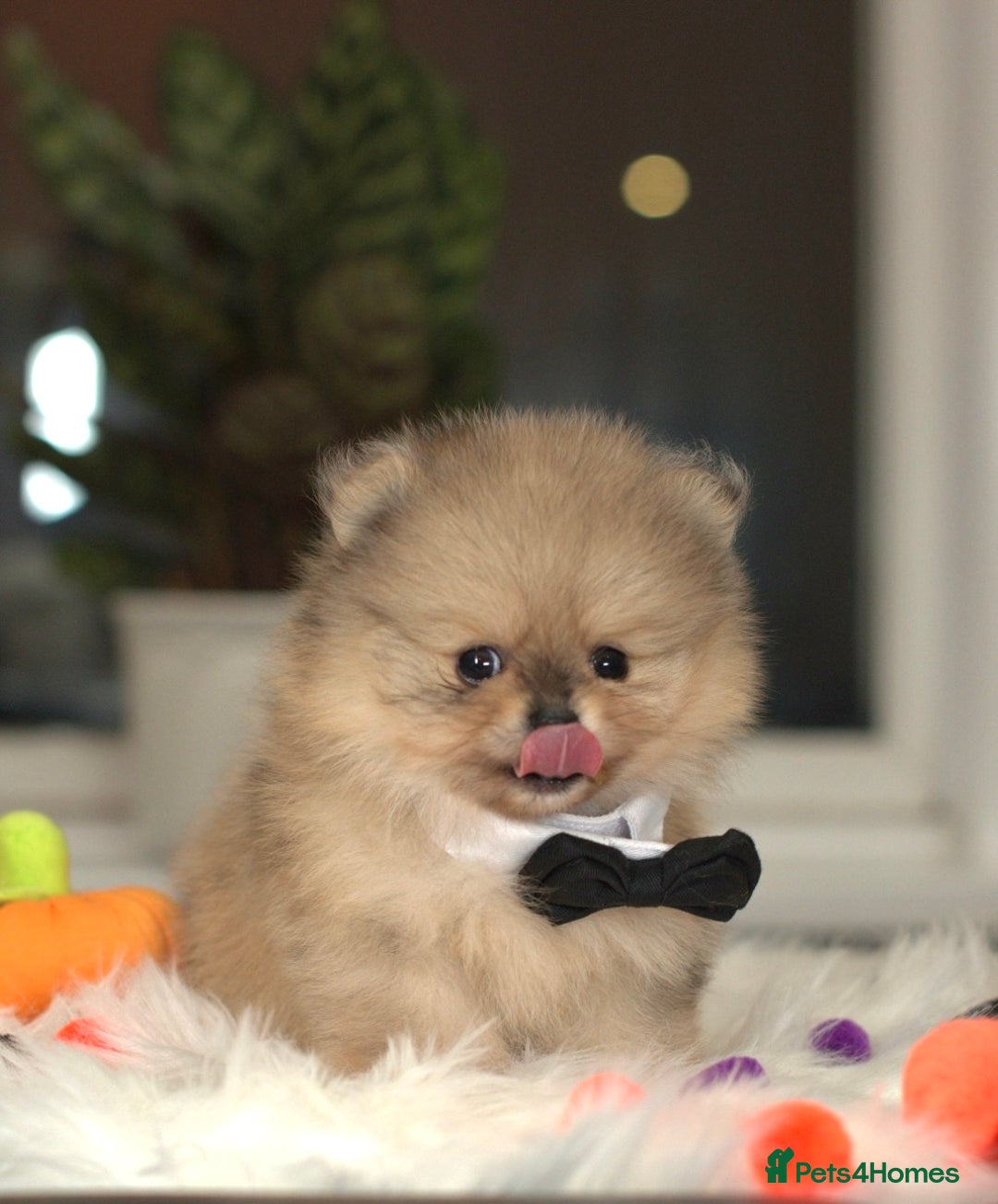 Pomeranian dogs for sale: ✨Tiny Teddy Face 🐻 KC Registered Parents ✨ - Image 2