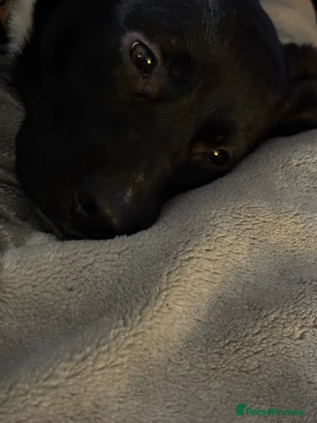 Mixed Breed dogs for sale: Rehoming Raven  in Cheadle - Advert 8