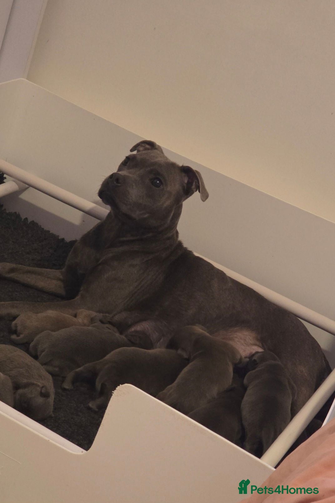 Staffordshire Bull Terrier dogs Staffy pups (kc reg)  - Advert 12