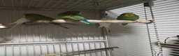 Budgerigars birds for sale: very beautiful parrots - Advert 3