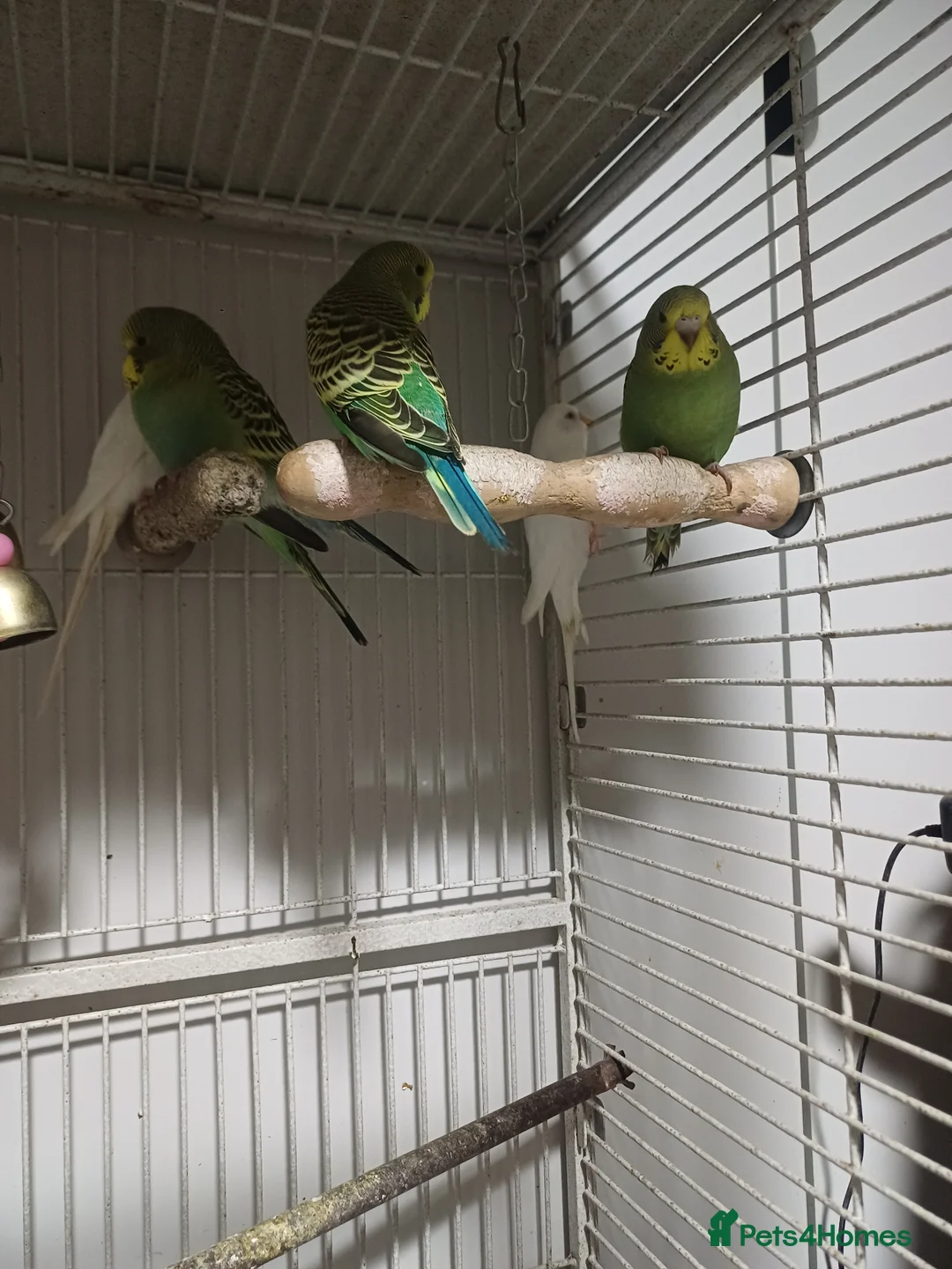 Budgerigars birds for sale: very beautiful parrots - Advert 3