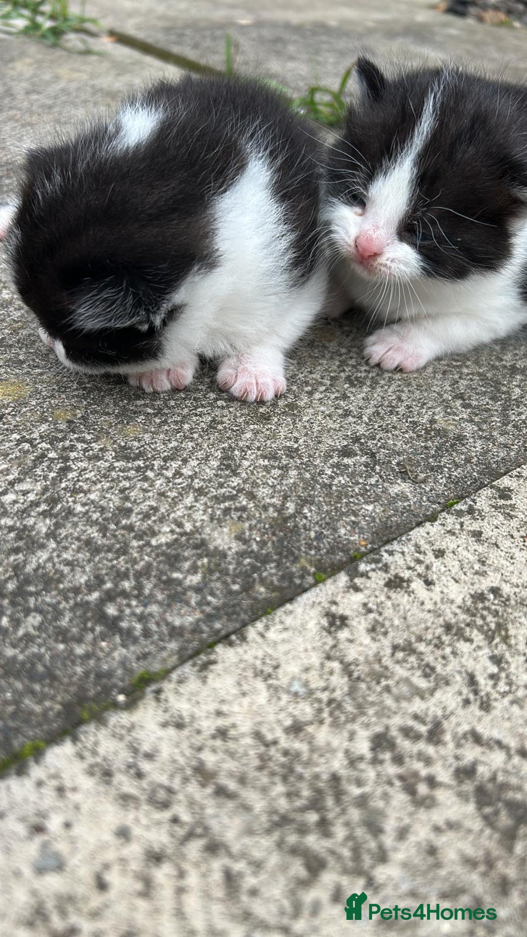 Domestic Shorthair cats for sale: Two 8 week old kittens - Advert 4