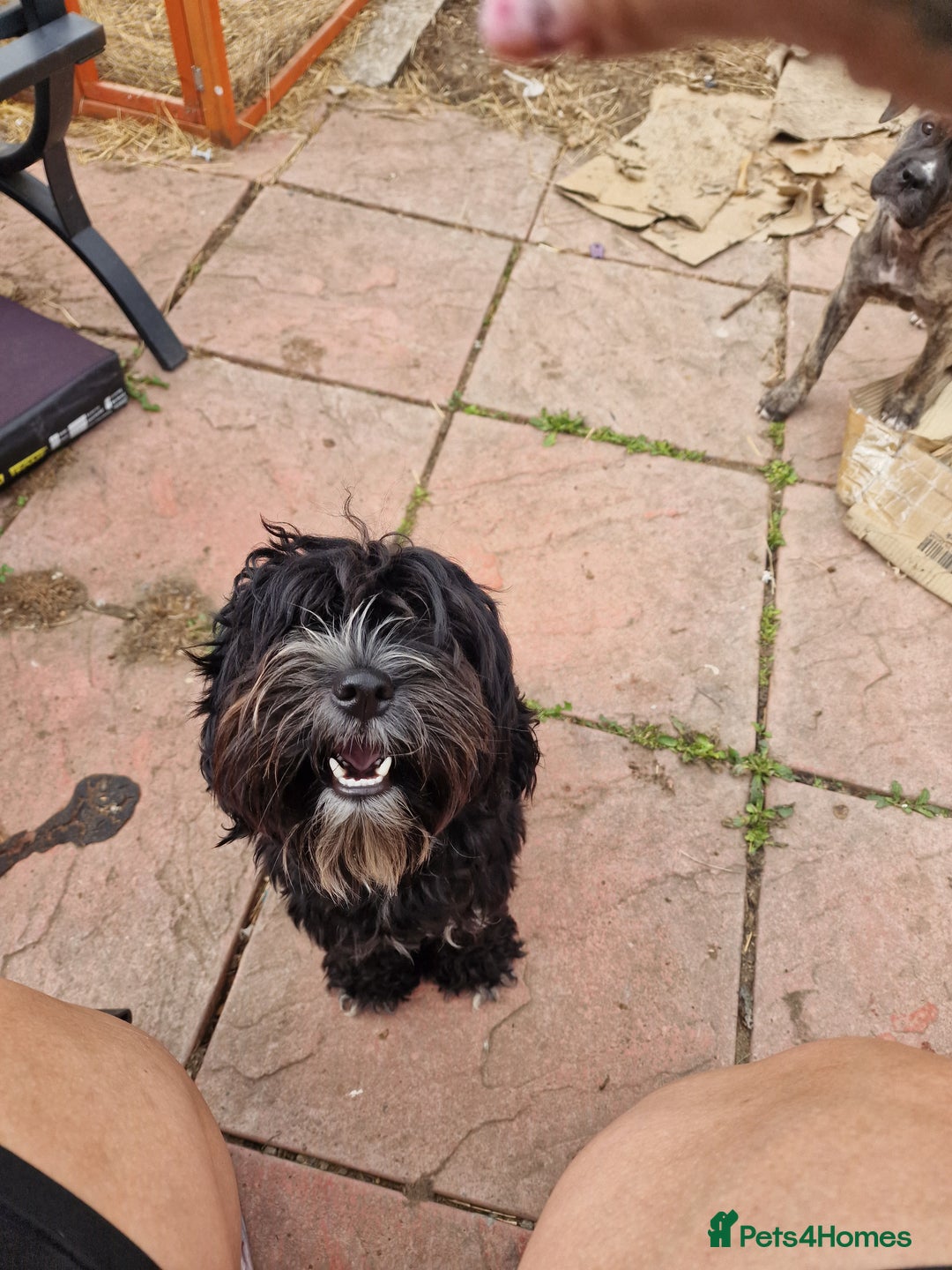 Cockapoo dogs for sale: Female Cockapoo  - Image 3