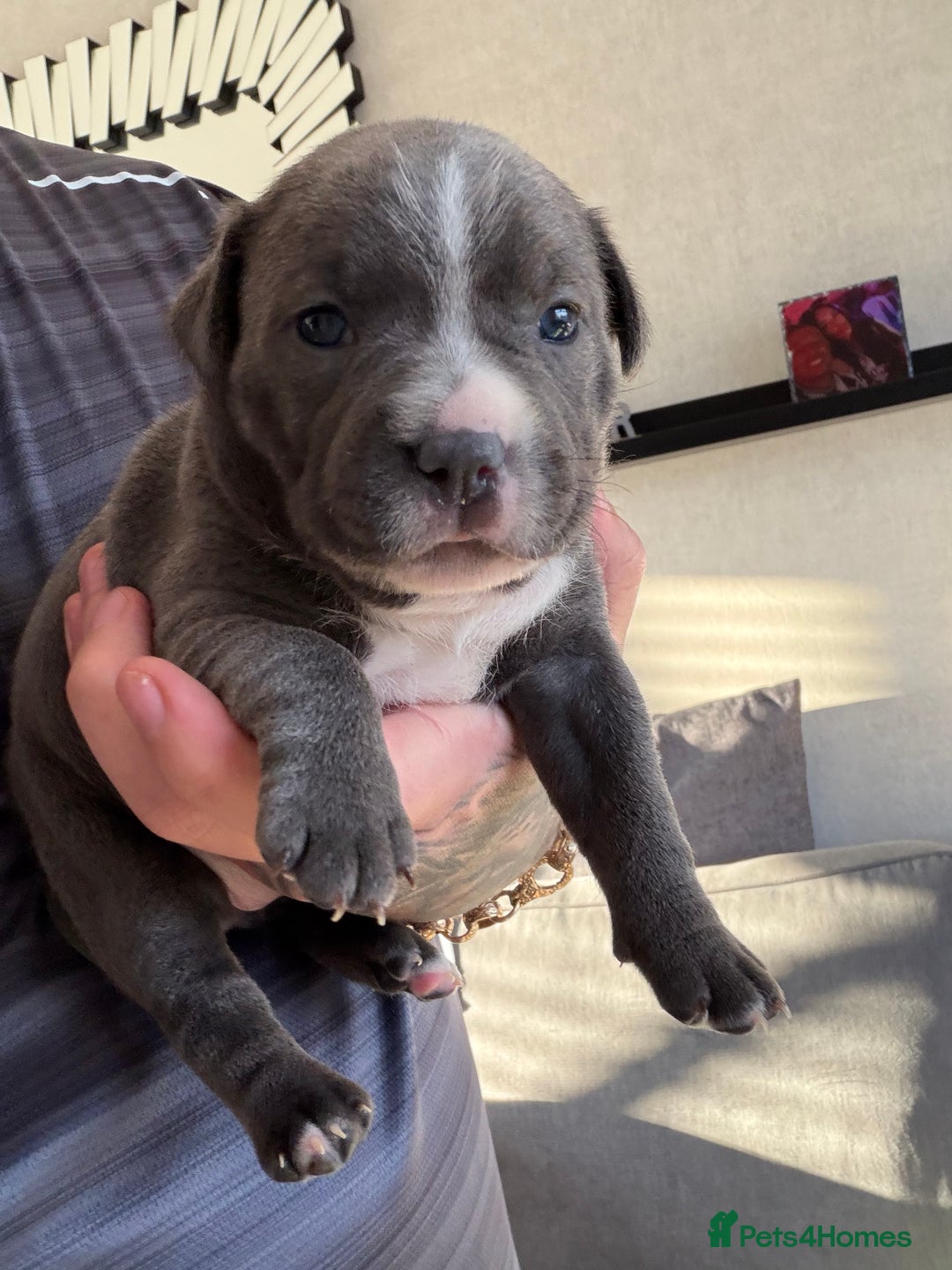 Staffordshire Bull Terrier dogs for sale: Blue Staffordshire bull terrier girl. - Advert 8