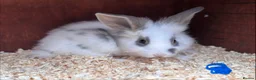 Mixed Breed rabbits for sale: Beautiful Baby Lionhead Bunnies For Sale - Advert 4