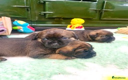 Border Terrier dogs for sale: KC Reg, slem clear VET approved only 1 boy left❤️ - Image 2