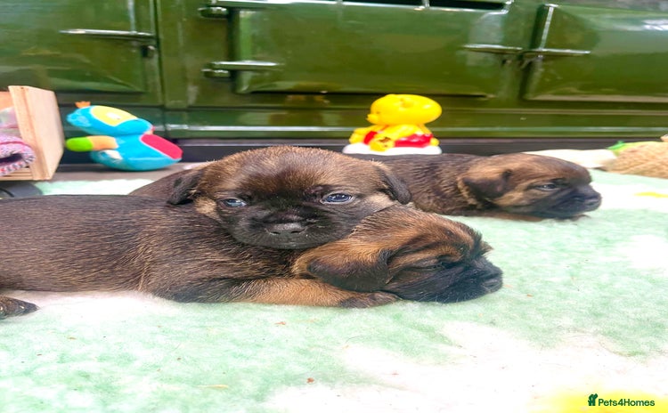 Border Terrier dogs - Advert 8