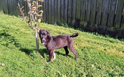 Mixed Breed dogs for sale: Bouncy beautiful puppies  - Image 4