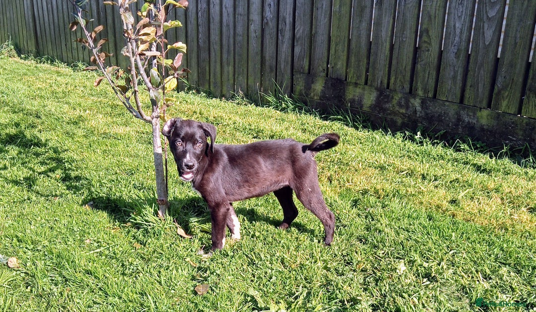 Mixed Breed dogs for sale: Bouncy beautiful puppies  - Image 4