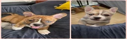 Pomsky dogs for sale: 2 boy Beautiful unusual marking frenchie pomsky  in Southend-on-Sea - Advert 1