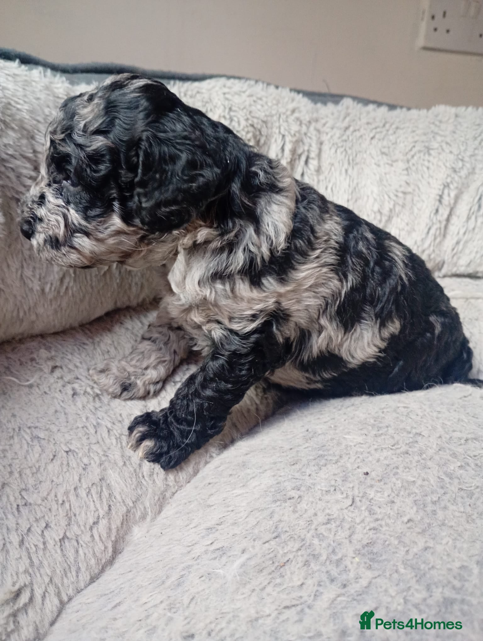 Miniature Poodle dogs Beautiful parti/merle miniature poodles   - Advert 2