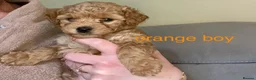 Poochon dogs for sale: ♥️🐶🧸  RARE TINY ASIAN TOY POOCHONS FOR SALE ♥️ - Advert 3