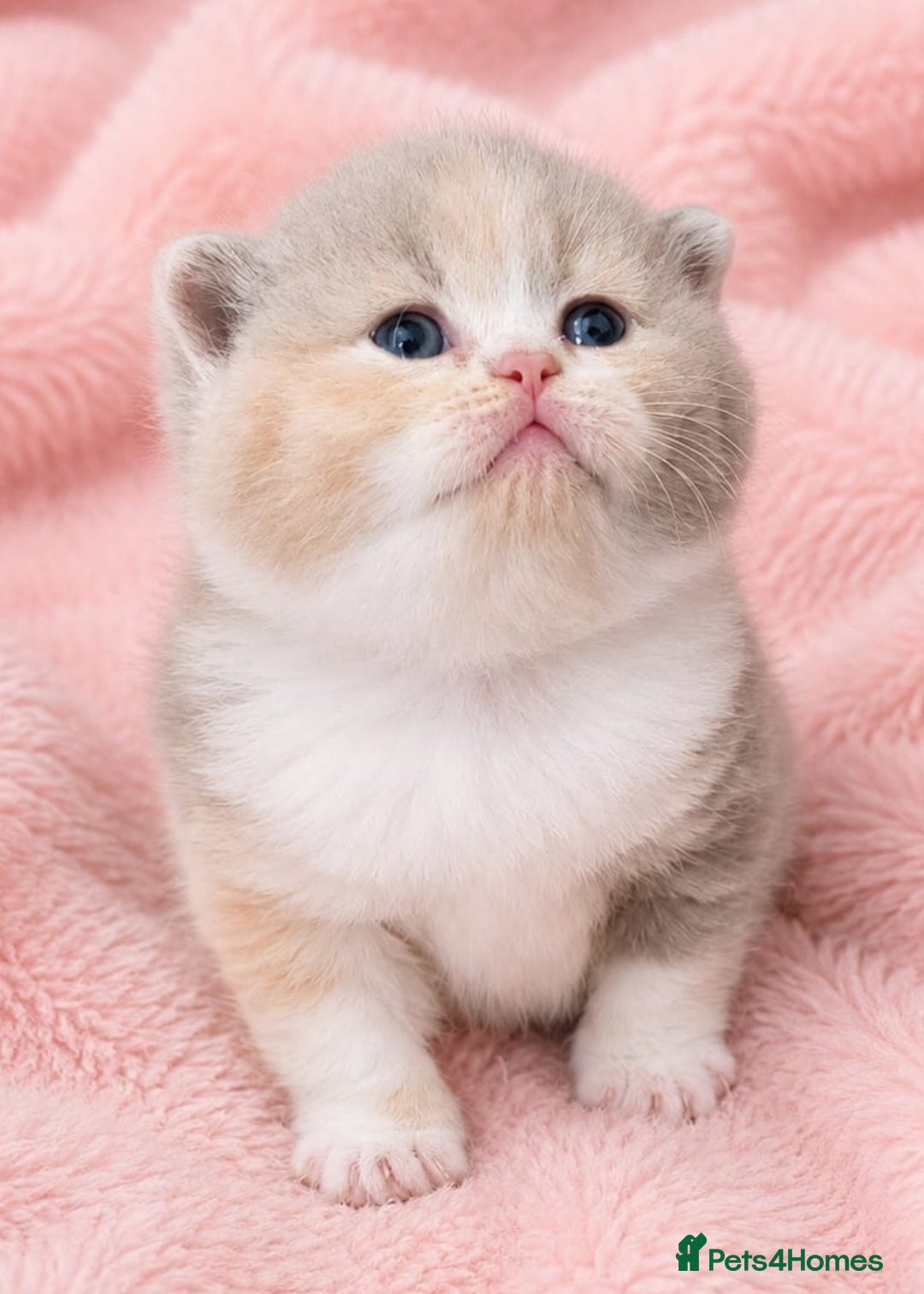 British Shorthair cats *last female* Supreme quality British shorthair  - Advert 1