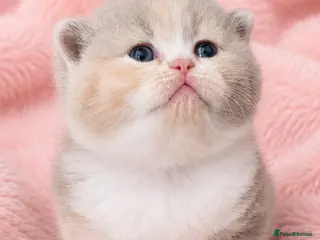 British Shorthair cats *last female* Supreme quality British shorthair - Advert 1