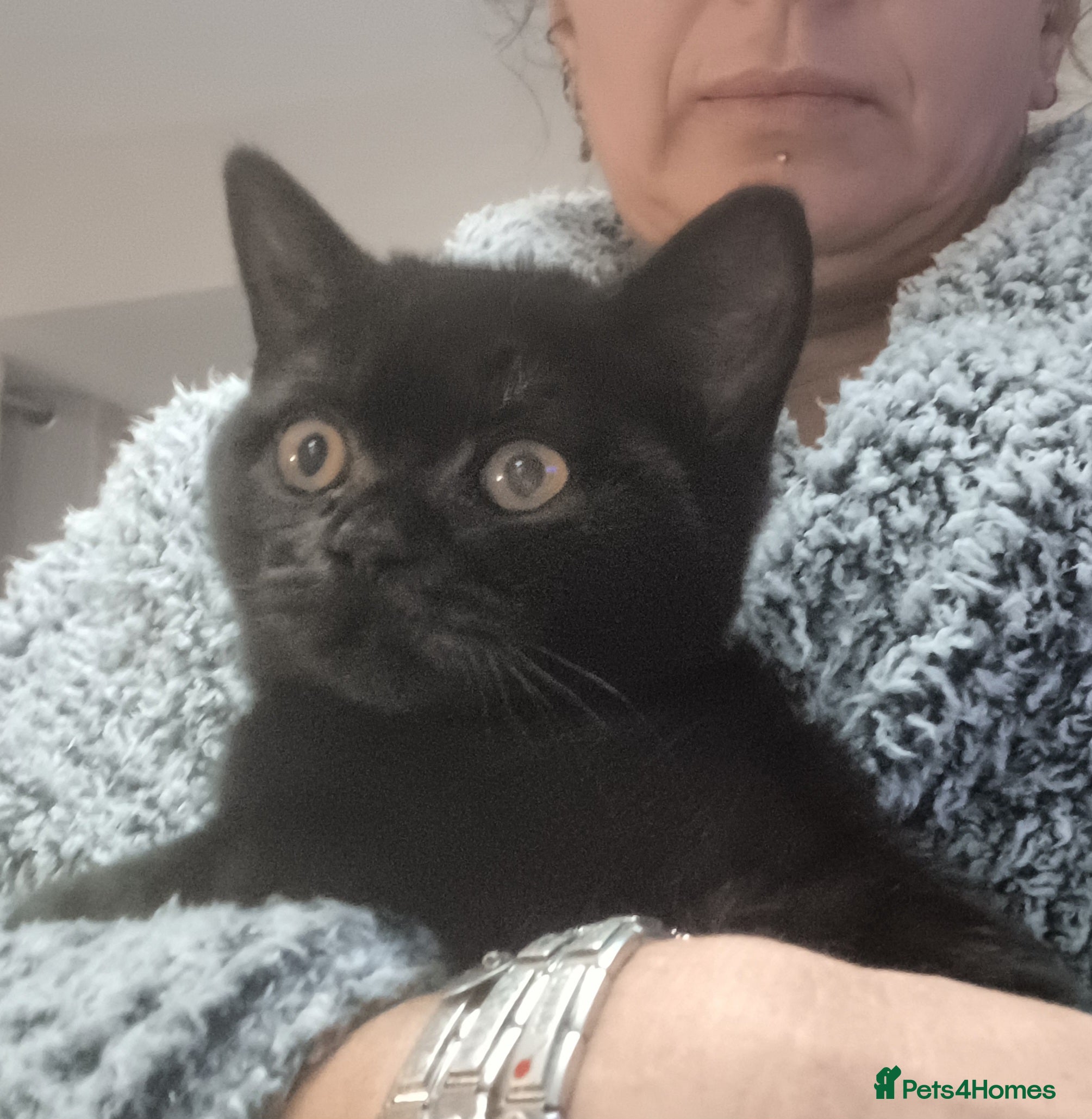 British Shorthair cats Loving Black male pedigree British Shorthair - Advert 9