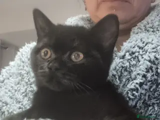 British Shorthair cats Loving Black male pedigree British Shorthair - Advert 9