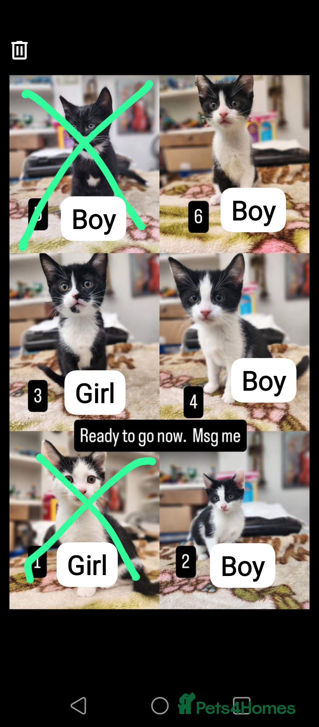 Mixed Breed cats Bombay X British Short Hair - Advert 19