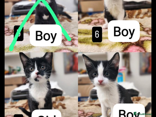 Mixed Breed cats Bombay X British Short Hair - Advert 19